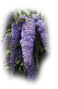 Butterfly Bush