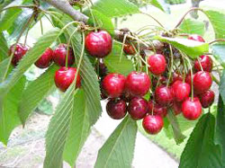 Cherry Tree Branch