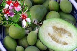 Guava Flowers and Fruit