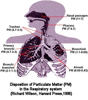 Respiratory System Particle Penetration